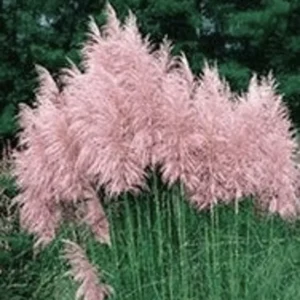 Pink Pampas Grass 3 Plugs Ornamental Clumping Grass Decorative Cortaderia