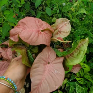 Pink Syngonium Podophyllum Arrowhead Live Plant 4-6