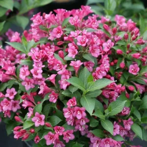 Pink Weigela Live Plant - 2 Bare-roots - Rose Pink Flowers - Deciduous Shrub - 12-18 Inch Tall