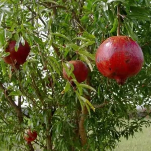 Pomegranate 'Wonderful' Live Plant 6.5