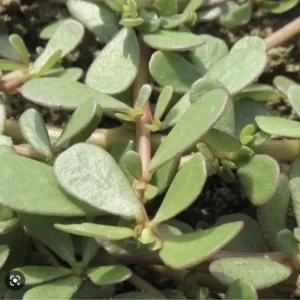 Portulaca Sativa Omega 3 Leafy Plant with Live Roots - Potted Plant