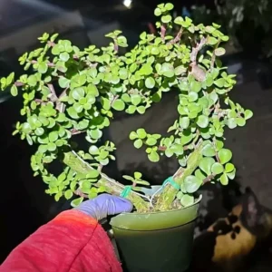 Portulacaria Afra Heart Shape - Jade Elephant Bush Live Plant 4" Pot