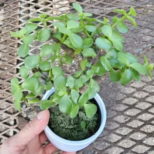 Portulacaria Afra Jade Elephant Bush Starter Bonsai Live Plant 4” Pot