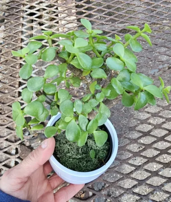 Portulacaria Afra Jade Elephant Bush Starter Bonsai Live Plant 4” Pot