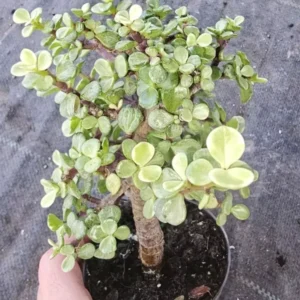 Portulacaria Afra Variegata Bonsai - Live Succulent Plant - 4