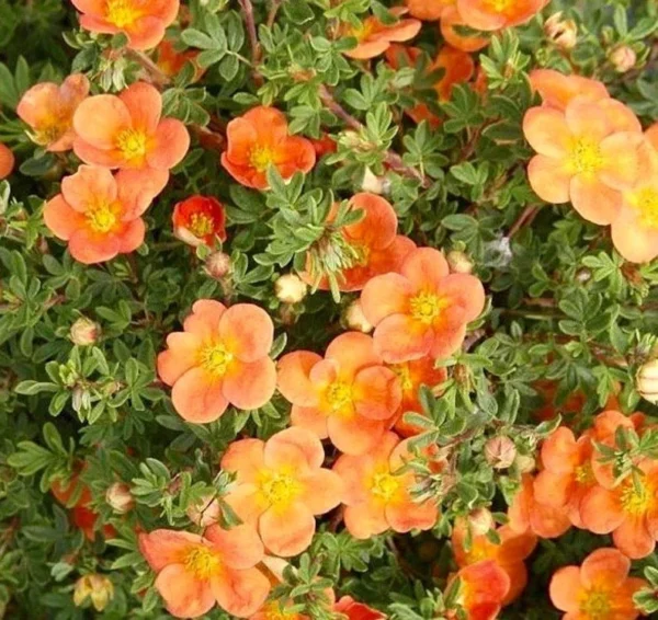 Potentilla Fruticosa 'Orangeade' - Shrubby Cinquefoil - Starter Plant 6-8 Inch