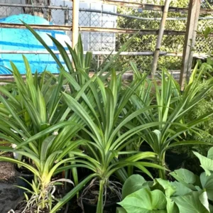 Potted Pandan Leaves Plant 15