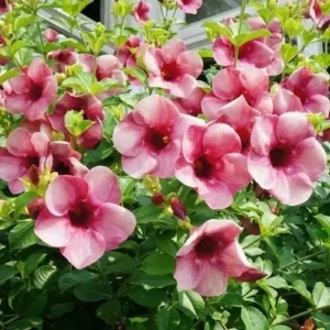 Purple Allamanda Blanchetii Live Plant - 12