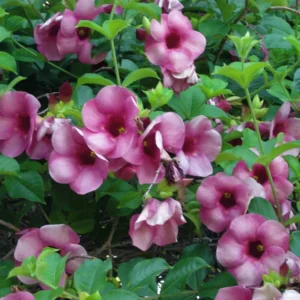 Purple Allamanda Blanchetii Live Plant - 12