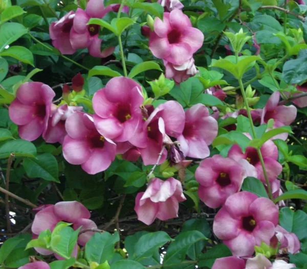 Purple Allamanda Blanchetii Live Plant - 12" Tall in 4" Pot - Fast Growing