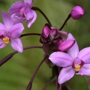 Purple Lavender Ground Orchid - Spathoglottis Plicata - 12