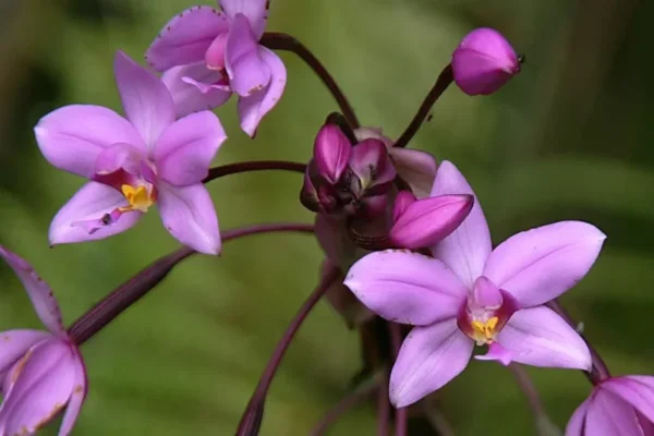 Purple Lavender Ground Orchid - Spathoglottis Plicata - 12" Tall in 4" Pot - Stunning Blooms