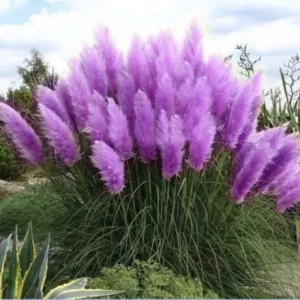 Purple Pampas Grass 3 Plugs - Stunning Ornamental Grass, Purple Plumes