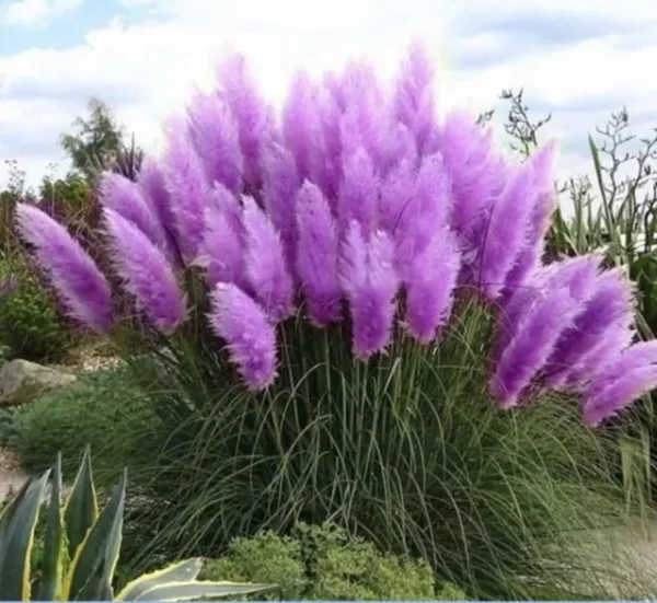 Purple Pampas Grass 3 Plugs - Stunning Ornamental Grass, Purple Plumes