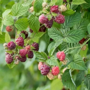 Purple Raspberry Plant - Live Glencoe Raspberry Bush -Sweet Fruit Tree