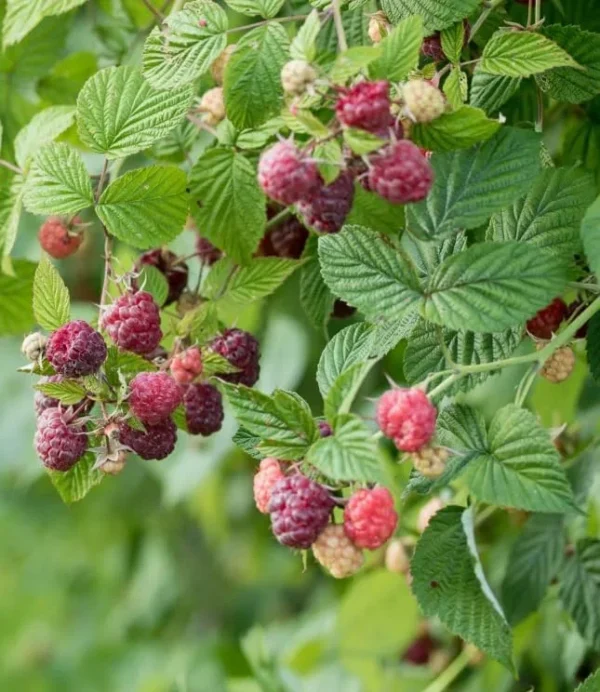 Purple Raspberry Plant - Live Glencoe Raspberry Bush -Sweet Fruit Tree