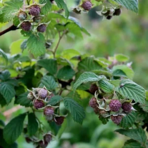 Purple Raspberry Plant - Live Glencoe Raspberry Bush -Sweet Fruit Tree