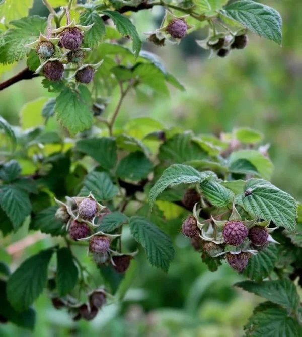 Purple Raspberry Plant - Live Glencoe Raspberry Bush -Sweet Fruit Tree