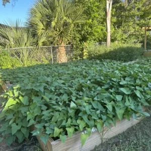 Purple Sweet Potato Plants With Pot - 5 Rooted Live Plants Ready to Plant