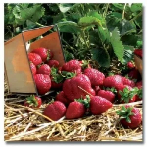 Quinault Ever Bearing Strawberry Plants 10 Bare-Root – Sweet Homegrown Strawberries