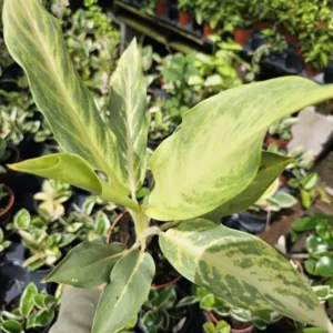 RARE Aglaonema Ghost Frosted - 10-12