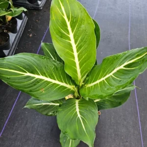 RARE Green Aglaonema Live Plant - 10-12 Inches - Indoor Air-Purifying Plant