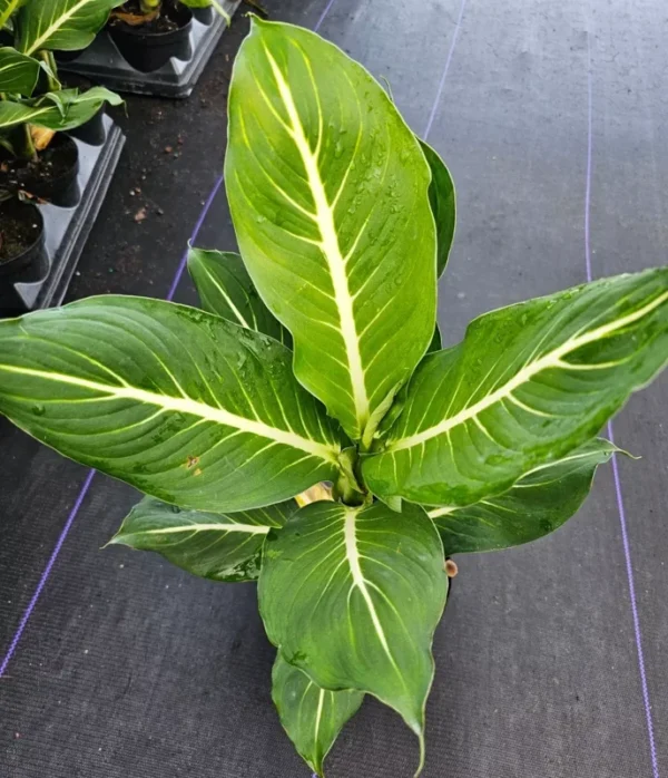 RARE Green Aglaonema Live Plant - 10-12 Inches - Indoor Air-Purifying Plant