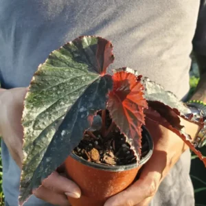 RARE LYNDA DAWN Angel Wing Begonia Rooted Live Plant Multicolor Flowering