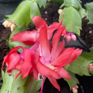 RED Thanksgiving Christmas Cactus - 4-inch Potted Flowering Plant - Holiday Decor