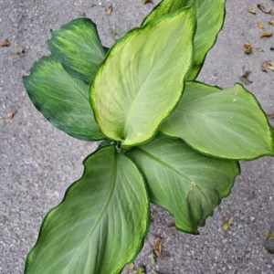 Rare Aglaonema IVORY Live Plant - 10-12" Tall - 4" Pot - Air Purifying