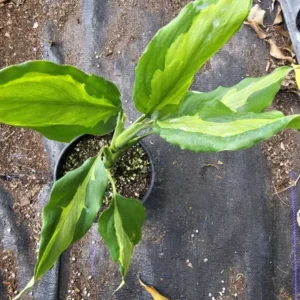 Rare Aglaonema Spathonema Live Plant - 10-12