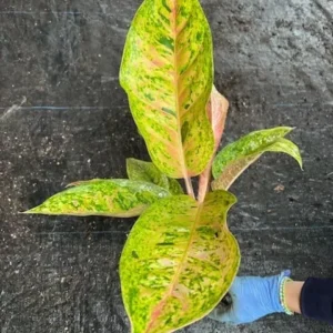 Rare Aglaonema THAI BIG ROY Live Plant - 15-18