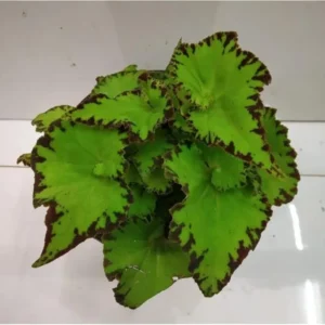 Rare Begonias Live Plant – Begonia River Nile Plant - Rex Begonia Plant 4-6 Inch – Hardy & Exotic