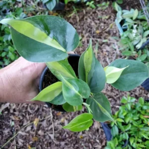 Rare Brazil Brasil Philodendron Vine, 4