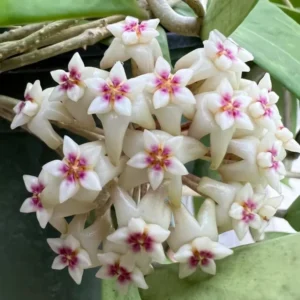 Rare Hoya Bulusan Live Starter Plant in 4 Inch Pot - Climbing Succulent