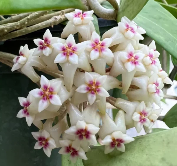 Rare Hoya Bulusan Live Starter Plant in 4 Inch Pot - Climbing Succulent