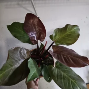 Rare Philodendron Autumn Live Plant - 15-18