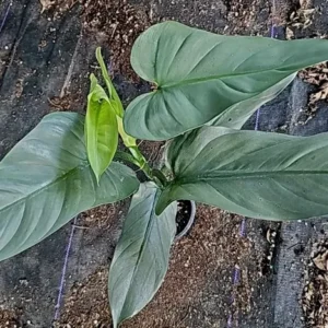 Rare Silver Sword Philodendron Hastatum - 4-inch Potted Plant, Silver-Green Leaves