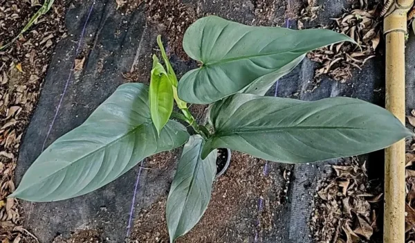 Rare Silver Sword Philodendron Hastatum - 4-inch Potted Plant, Silver-Green Leaves