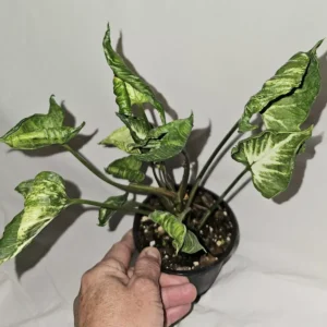 Rare Syngonium Godzilla Live Plant - 4” Pot - Unique Variegated Foliage