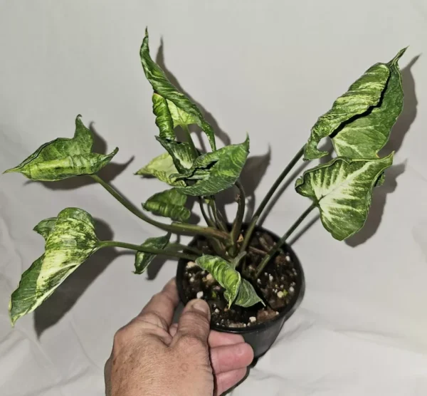 Rare Syngonium Godzilla Live Plant - 4” Pot - Unique Variegated Foliage