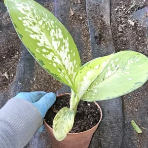 Rare Tricolor Dieffenbachia - Dumb Cane Houseplant 7