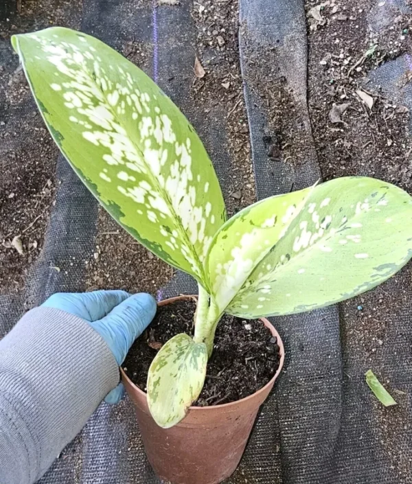 Rare Tricolor Dieffenbachia - Dumb Cane Houseplant 7" - 4" Pot