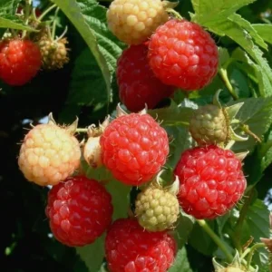 Raspberry Nantahala Live Plant - Red Raspberry Bush - Sweet Fruit Tree - 4-8 Inch Tall