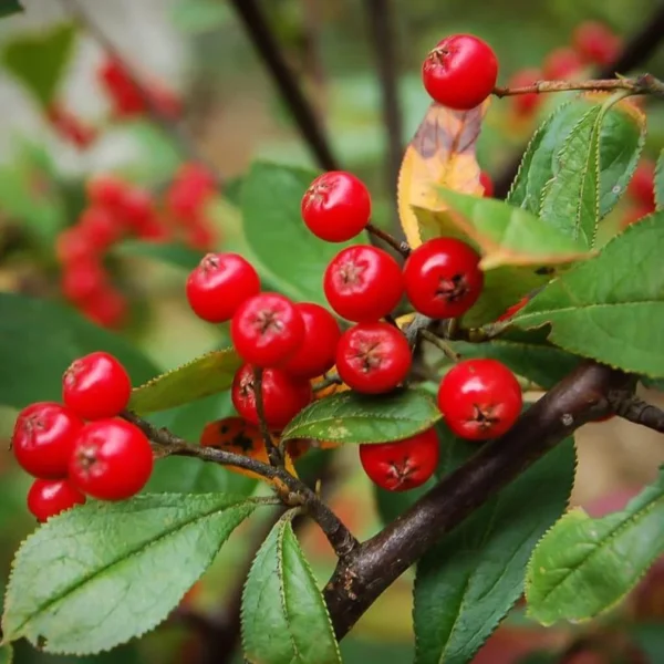 Red Chokeberry Tree Bare-root 6-12 Inch Tall | 2 Bare-roots, Pollinator-Friendly, Edible Fruit