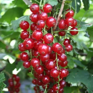 Red Currant Bush Seeds - Currant Berry Seeds for Planting - Grow Your Own Fruit