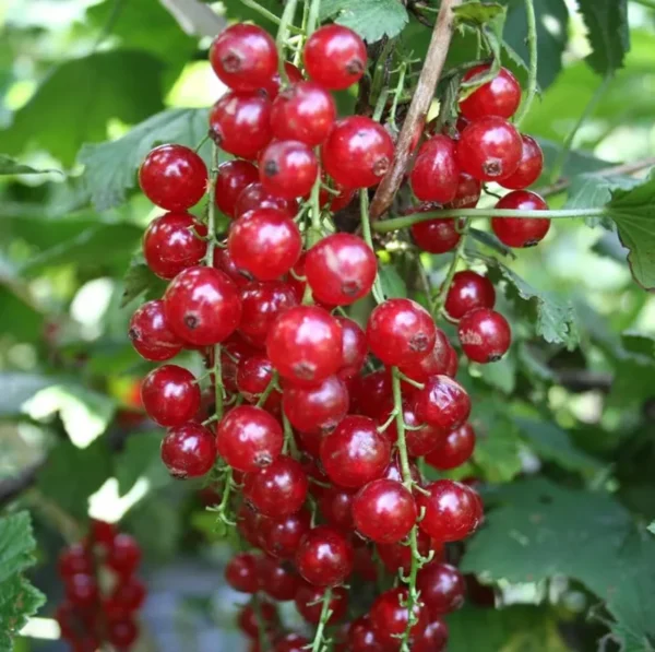 Red Currant Bush Seeds - Currant Berry Seeds for Planting - Grow Your Own Fruit