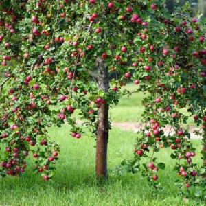 Red Delicious Apple Tree Bare-root 12-18 Inch Tall | Sweet Red Apples, Malus domestica