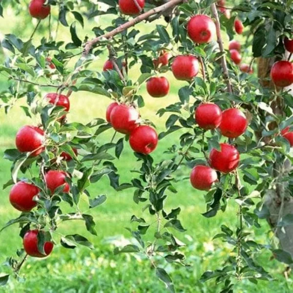 Red Delicious Apple Tree Bare-root 12-18 Inch Tall | Sweet Red Apples, Malus domestica