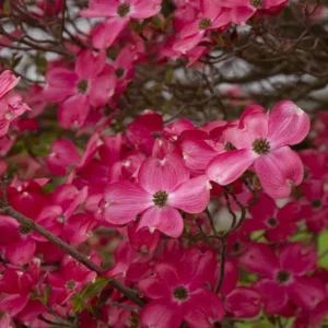 Red Dogwood Cherokee Chief Bare-root 2-3 Feet Tall | Flowering Tree for Landscapes